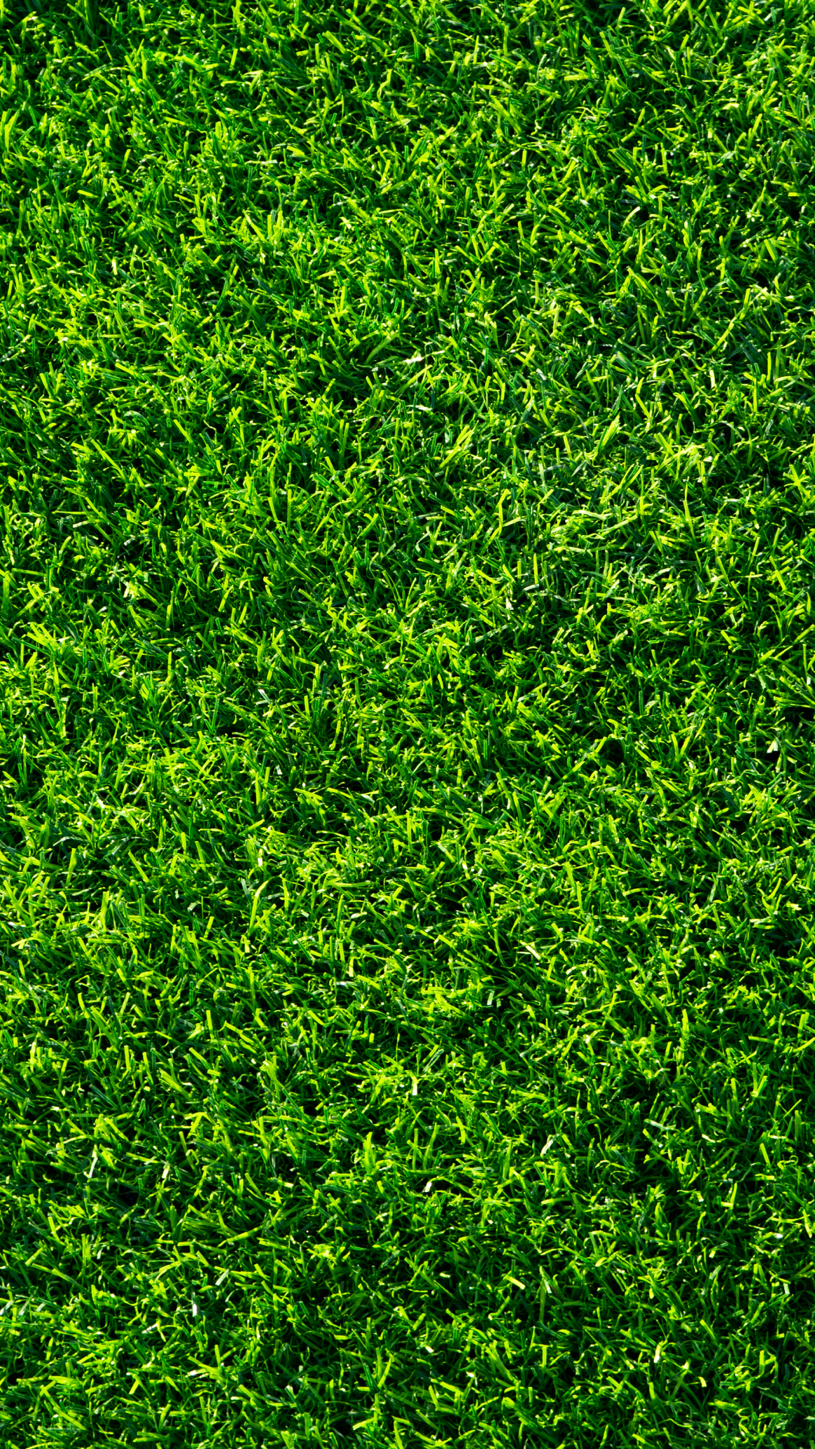 Artificial Grass